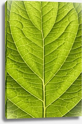 Постер Молодой зеленый лист