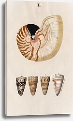 Постер Спаловский Иоганн Prodromus in systema historicum testaceorum Pl.02