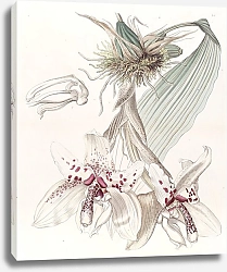 Постер Эдвардс Сиденем Two-coloured Von Martius’ Stanhopea