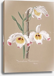 Постер Неизвестен Коллекция орхидей, пл.01