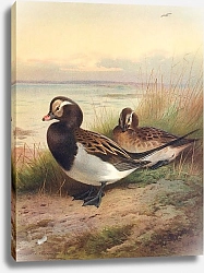 Постер Торнбурн Арчибальд (Бриджман) Long-Tailed Duck