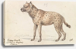 Постер Смит Чарльз Гамильтон Spotted Hyena