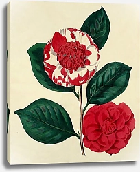 Постер Camellia Japonica Chandleri