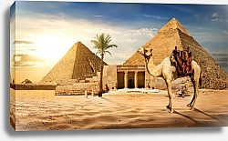 Постер Верблюд около пирамид
