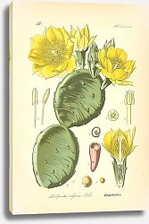Постер Flora von Deutschland №11