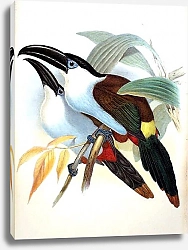 Постер Black-billed Hill Toucan