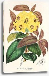 Постер Лемер Шарль Rhododendrum Boothii