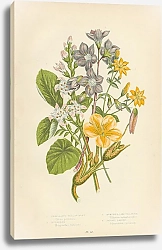 Постер Perfoliate Yellow-wort, Buckbean, Nymphea-like Villarsia, Jacob's Ladder