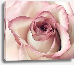 Постер Бело-розовая роза макро №2