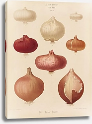 Постер Бенари Эрнст Лук