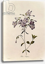 Постер Редюти Пьер Phlox reptans