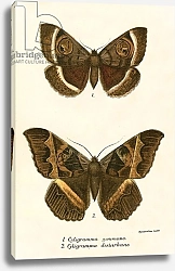 Постер Школа: Английская 19в. Butterflies 100
