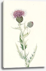 Постер Уолкотт Мари Prairie Thistle. Cirsium undulatum