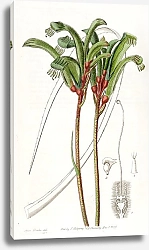 Постер Эдвардс Сиденем Narrow-leaved Manglesian Anigozanthus