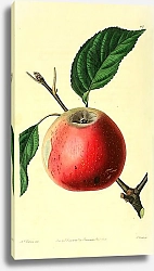 Постер Алое идеальное яблоко