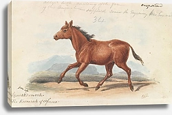 Постер Смит Чарльз Гамильтон The Koomrah Horse