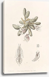 Постер Эдвардс Сиденем Cucumber Dendrobium