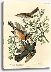 Постер 1-Mountain Mocking bird 2-Varied Thrush