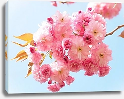 Постер Ветвь цветущей японской вишни