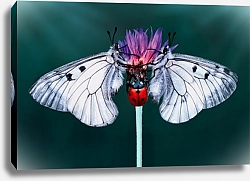 Постер Две белые бабочки и божья коровка на изумрудном фоне