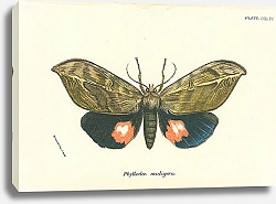 Постер Phyllodes maligera 1