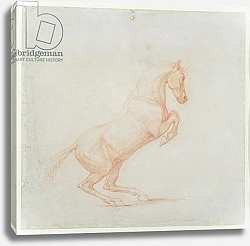 Постер Стаббс Джордж A Prancing Horse, facing right, 1790