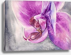 Постер Розовый цветок орхидеи с небольшой каплей воды