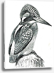 Постер Зимородок на белом фоне