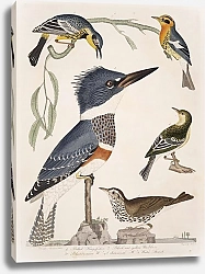 Постер Птицы Америки Уилсона 23