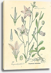 Постер Campanulaceae, Campanula patula