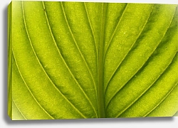 Постер Зеленый лист подорожника