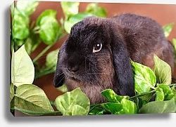 Постер Кролик в листьях