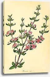 Постер Boronia Ledifolia 2