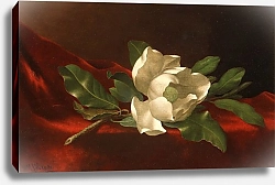 Постер Хид Мартин Джонсон Магнолия