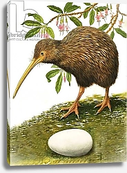 Постер Дэвис Р. (жив, дет) The Kiwi