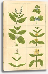 Постер Botanical Magazine #50