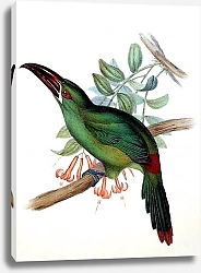 Постер Blood-rumped Groove-bill