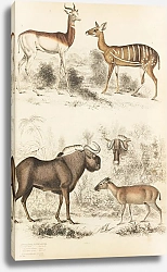 Постер Макгилливрей Уильям Antelopes, Gnods