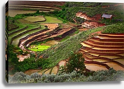 Постер Фермерские поля, Мадагаскар