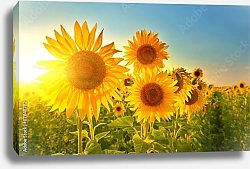 Постер Подсолнухи в ярких лучах солнца
