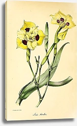 Постер Iris bicolor