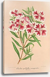Постер Лемер Шарль Clarkia pulchella var. marginata