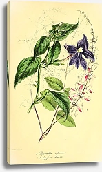 Постер Browallia speciosa, Indigofera decora