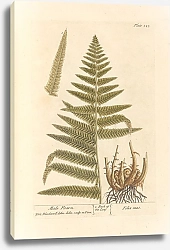 Постер Блэквелл Элизабет Мужской страх