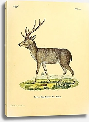 Постер Длинногривый олень