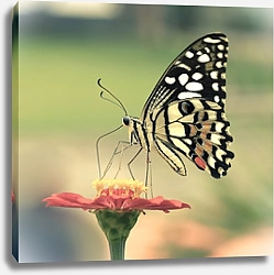 Постер Пятнистая бабочка на розовом цветке крупным планом