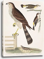 Постер Птицы Америки Уилсона 46
