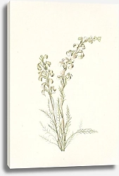 Постер Уолкотт Мари Alpine Femleaf. Pedicularis contorta