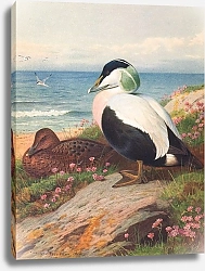 Постер Торнбурн Арчибальд (Бриджман) Eider Duck