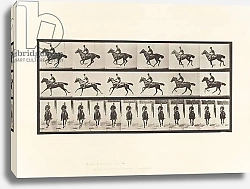 Постер Муйбридж Идвеард Plate 632. Gallop; Saddle; Thoroughbred Bay Horse Bouquet, 1885